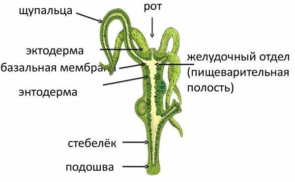 Сайт купить наркотики